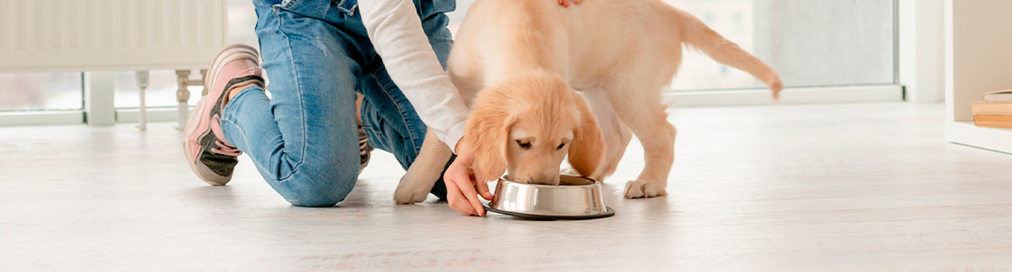 con qué frecuencia debo alimentar a mi cachorro de 10 semanas