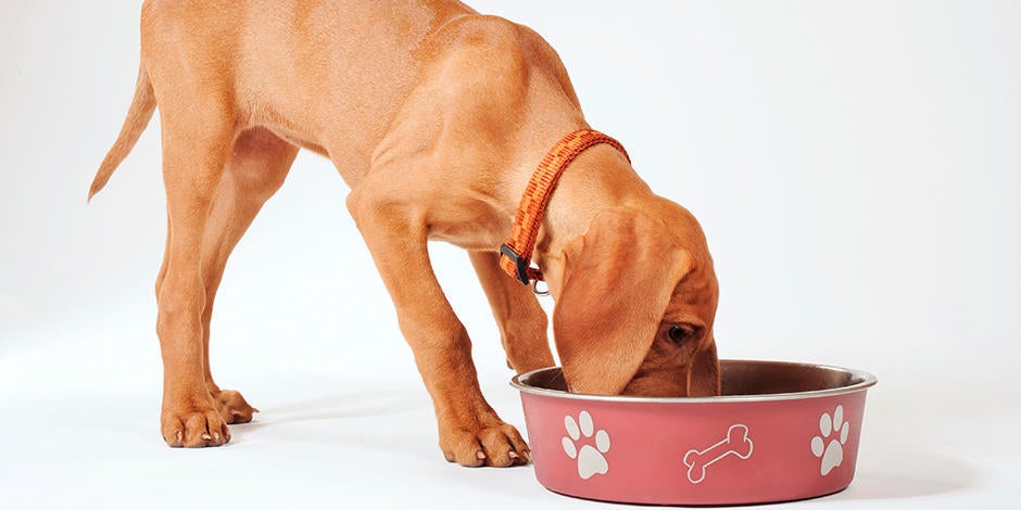 con qué frecuencia debo alimentar a mi cachorro de 10 semanas