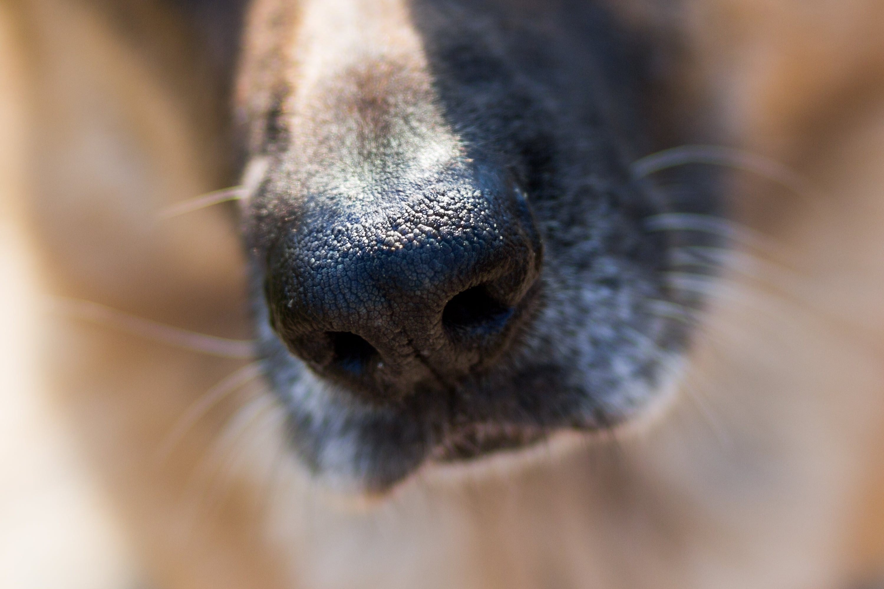 que significa que tu perro no para de estornudar