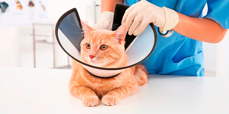 Este gatito cuenta con un collar isabelino, importante para su cuidado. Aprende más de este elemento acá.