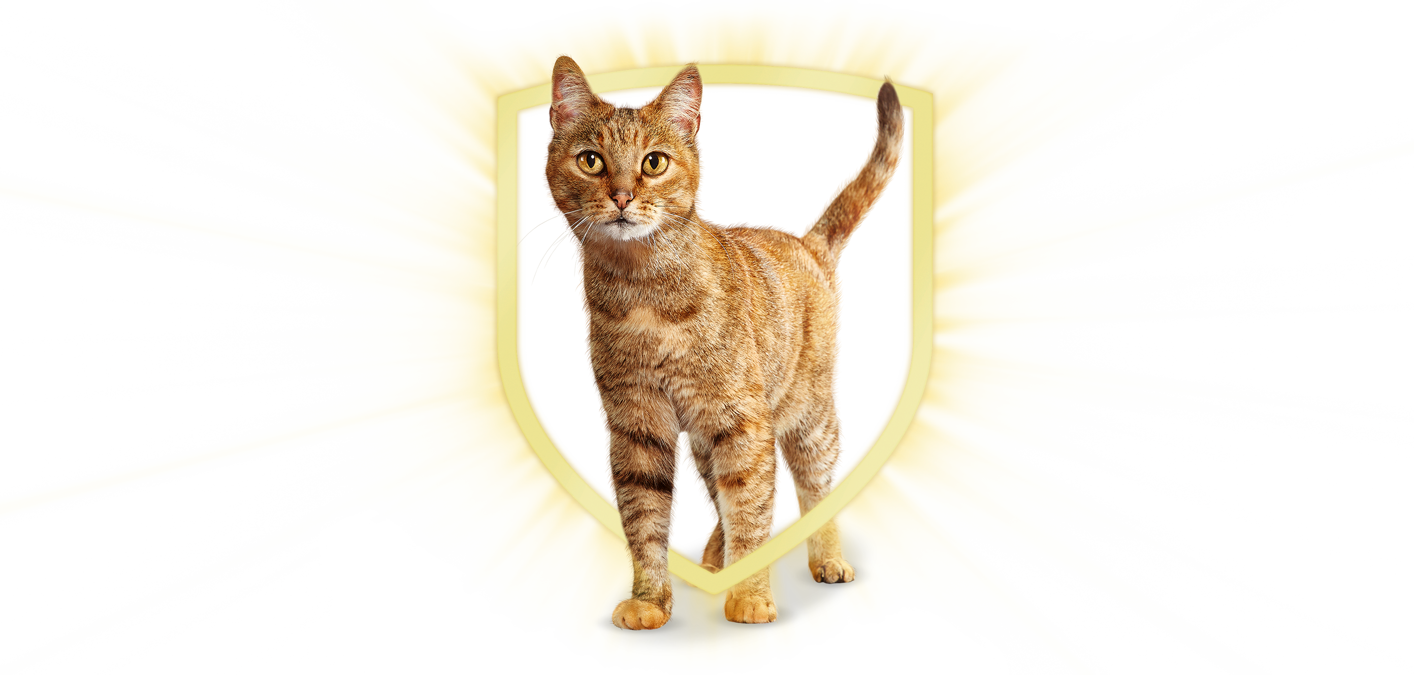 purina_cat_chow_cat_shield.png