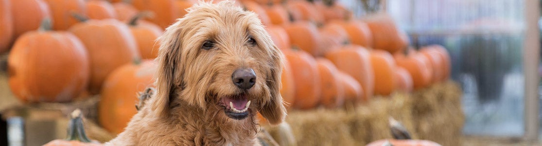 erro junto a zapallos, ya que son unas de las verduras que pueden comer los perros 