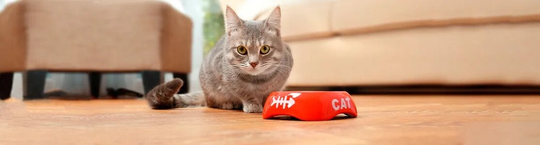 Michi gris junto a su plato. El pez dibujado hace referencia a una buena fuente de Omega 3 para los gatos.