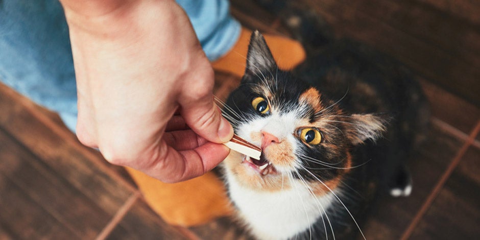 Los snacks para gatos, bien usados, pueden aportarles algunos beneficios. Gatito recibiendo un premio.