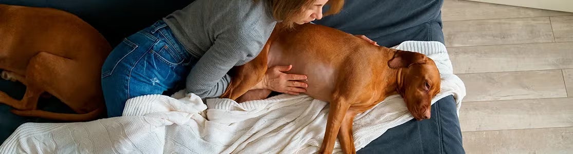 Tutora junto a su mascota indispuesta con el abdomen hinchado. Diarrea en perros.