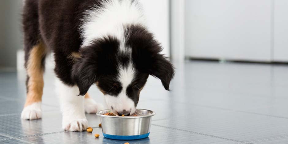 Border collie comiendo su alimento con fibra para perros.