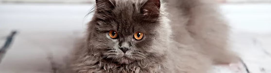 El pelo de un gato ayuda a protegerlo y le da la apariencia que amamos. Gato persa gris.