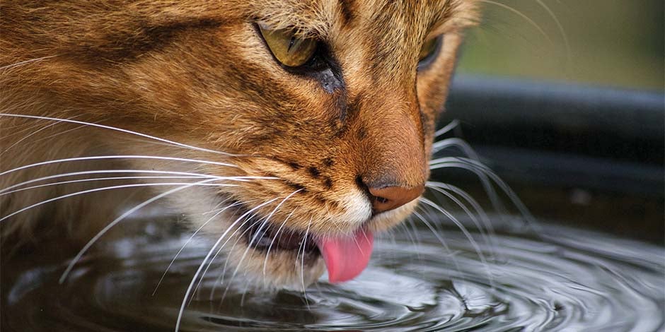 Alimento húmedo para gatos – Hidratación felina Completa la hidratación del michi con alimento húmedo para gatos. Gato bebiendo agua.