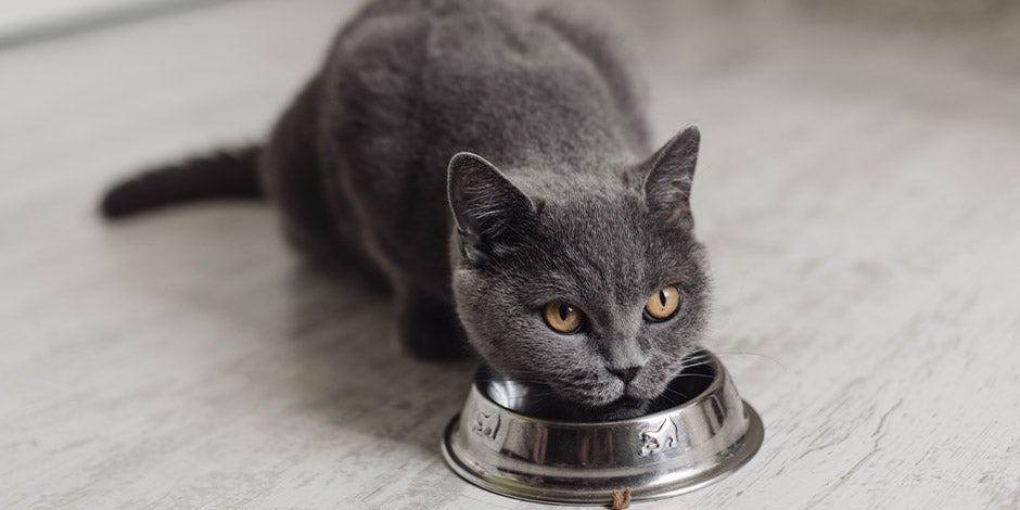 Alimento húmedo para gatos – Mezcla en comedero Gato ruso junto a su comedero. Considera la mezcla de croquetas y alimento húmedo para tus gatos.