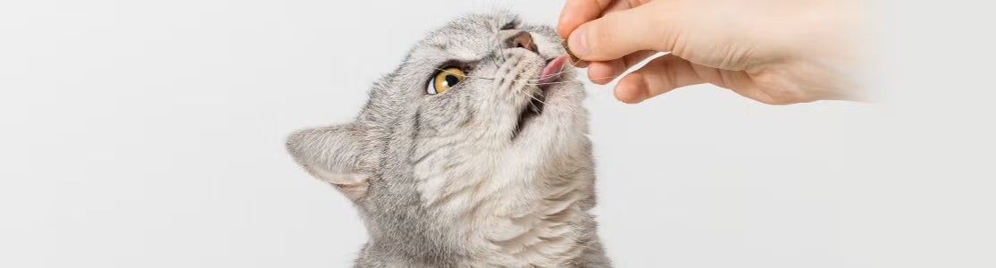 Michi gris recibiendo uno de los premios para gatos de parte de su tutor.