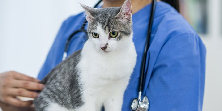 Sólo el veterinario puede indicar el adecuado tratamiento para la dermatitis en gatos. Gato en brazos de albéitar.