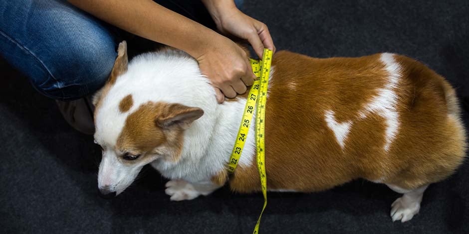 En caso de sobrepeso o mala alimentación como en esta mascota, la gastroenteritis en perros es más posible.