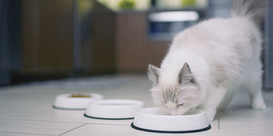 Los gatos pueden comer huevo. Michi blanco comiendo.