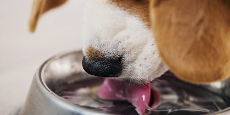 Los perros pueden comer papaya para mejorar su nivel de hidratación. Beagle bebiendo agua.