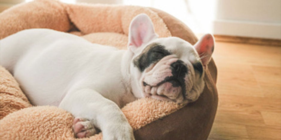 Los perros obesos, como este bulldog blanco acostado, pueden comer pepino: será un snack balanceado para ellos.