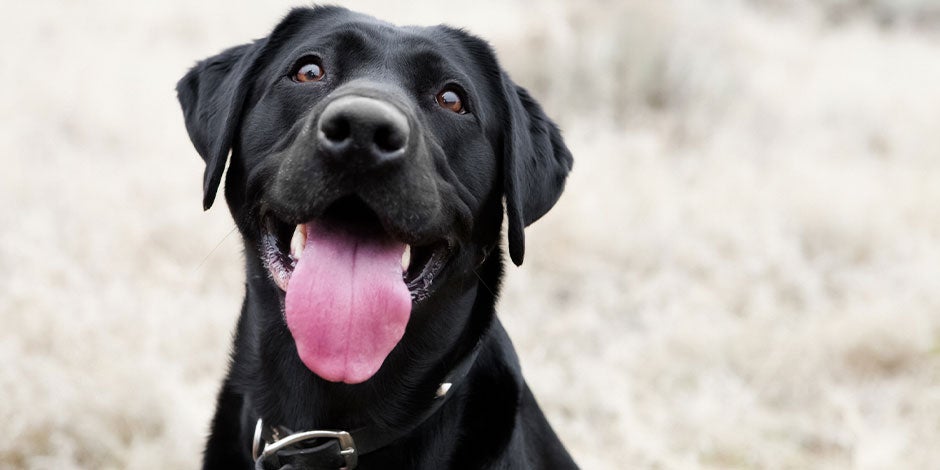 Los perros pueden comer tomate. Labrador negro esperando su snack.