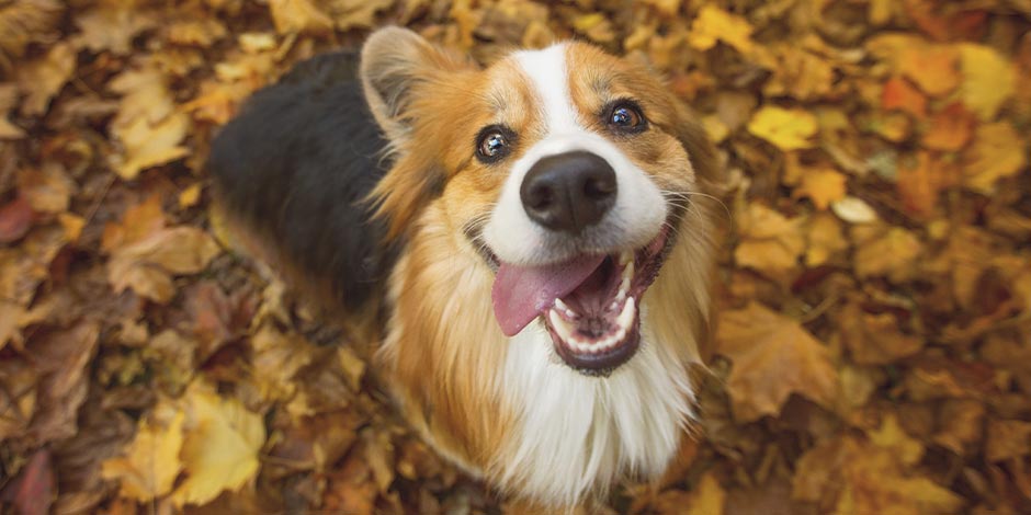 Conoce si los perros pueden comer tomate. Corgi sentado esperando alimento.