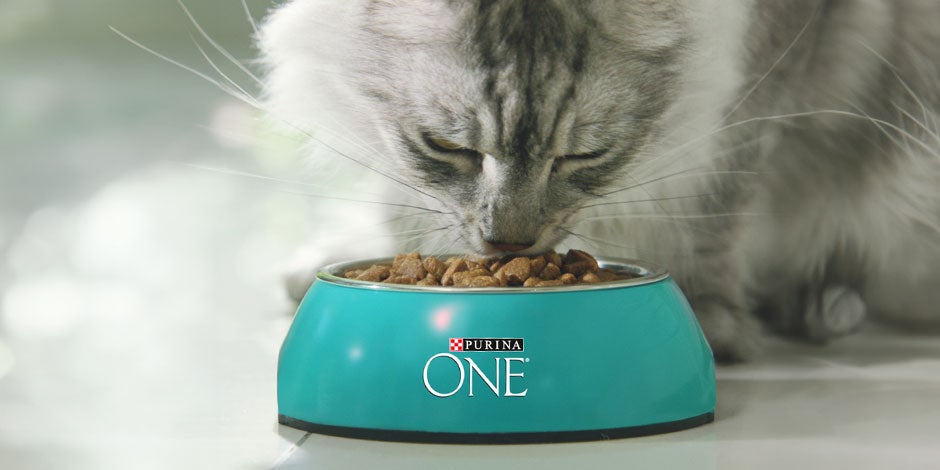 Mejor alimento para gatos - Adultos Gato adulto comiendo de un plato turquesa. Descubre como elegir el mejor alimento para tus gatos.