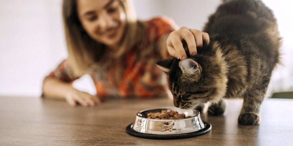 mejor alimento para gatos - Seco Mascota comiendo alimento seco junto a su tutora. Las croquetas son el mejor alimento para algunos gatos.