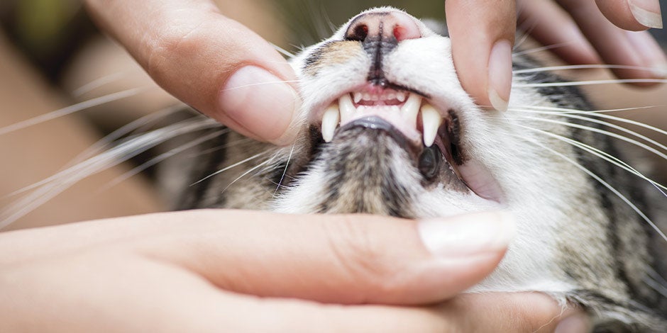 El sistema digestivo del gato inicia desde la boca, cuídala bien. Tutor mostrando los colmillos de un michi.