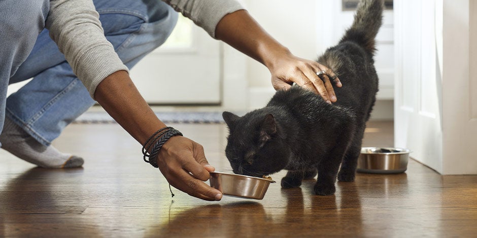 Comida para gatos castrados - Nutrición Tutor acariciando y dando su ración de comida para gatos castrados a su mascota.