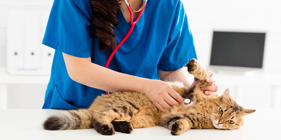 Epilepsia en gatos – Consulta veterinaria Si identificas algún signo de epilepsia en gatos, consulta con un profesional. Michi en revisión veterinaria.