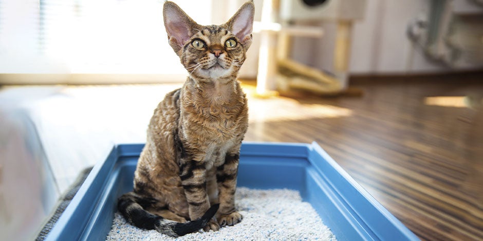 Fibra para gatos - Beneficios Gato en su arenero. Conoce los beneficios de la fibra para gatos.