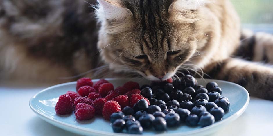 Frutas que pueden comer los gatos - Arándanos Frutas que pueden comer los gatos. Gatito comiendo arándanos de un plato.
