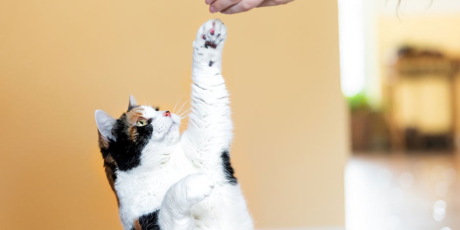 Frutas que pueden comer los gatos - Premio Hay frutas que pueden comer los gatos y que funcionan como premios. Michi recibiendo un premio de su tutor.