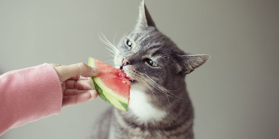 Frutas que pueden comer los gatos – Michi comiendo sandía Frutas que pueden comer los gatos. Michi comiendo sandía.