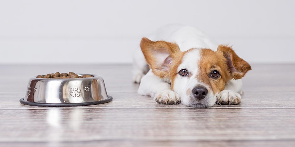 Los perros pueden comer ciruela - Precauciones ¿Los perros pueden comer ciruela? Sí, pero con precauciones. Perro indispuesto junto a su comedero.