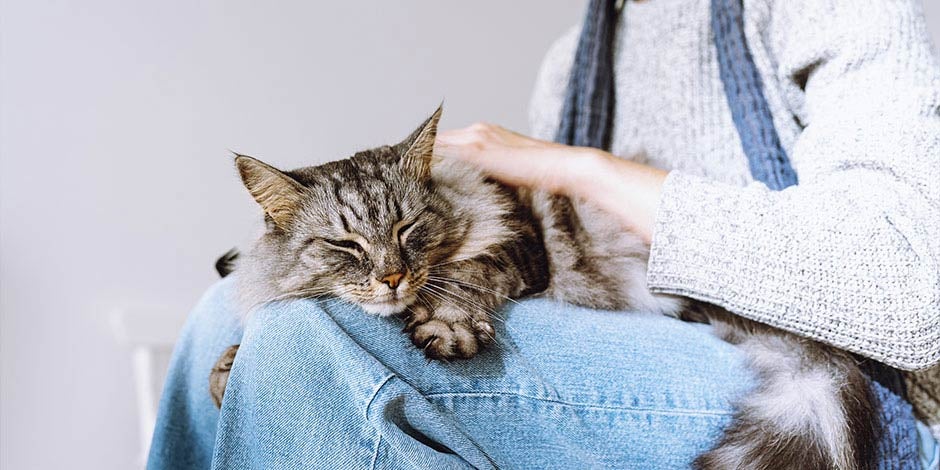 Pancreatitis en gatos - Emergencia La pancreatitis en gatos puede considerarse una emergencia veterinaria. Michi sobre regazo de médico.