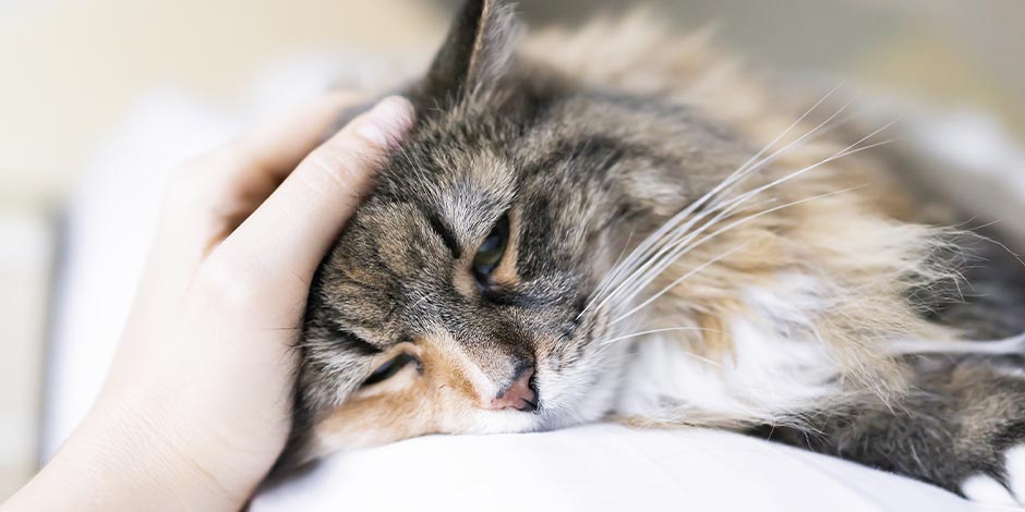 Algunos michis pueden presentar pancreatitis en gatos. Gatito indispuesto.