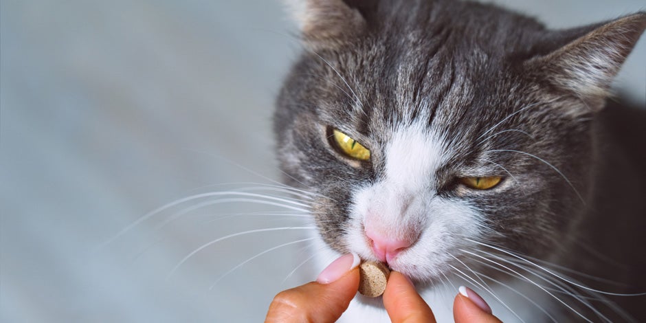 Problemas digestivos en gatos - Medicamento Michi recibiendo medicamento para tratar los problemas digestivos en gatos.