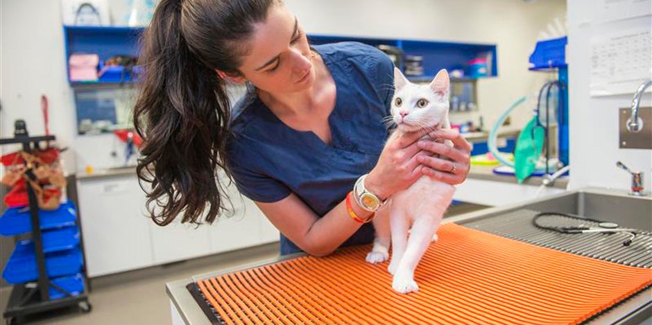 Problemas digestivos en gatos Problemas digestivos en gatos: michi blanco siendo revisado por una veterinaria.