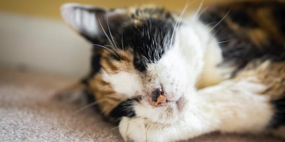 Razas de gatos. Gata carey durmiendo.