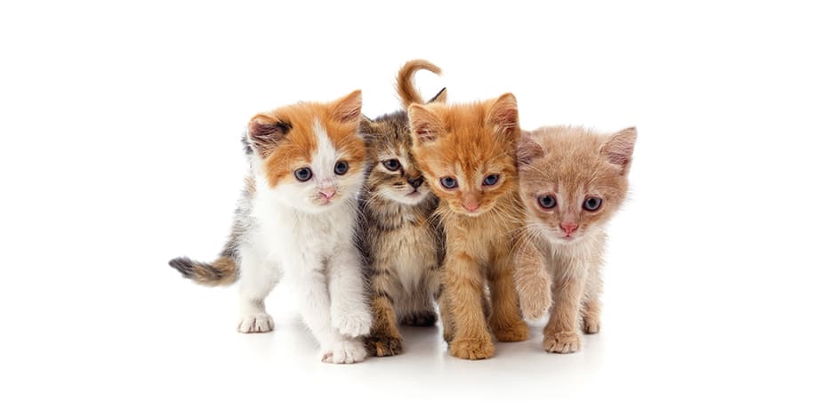 Razas de gatos Razas de gatos. Grupo de gatitos bebé.