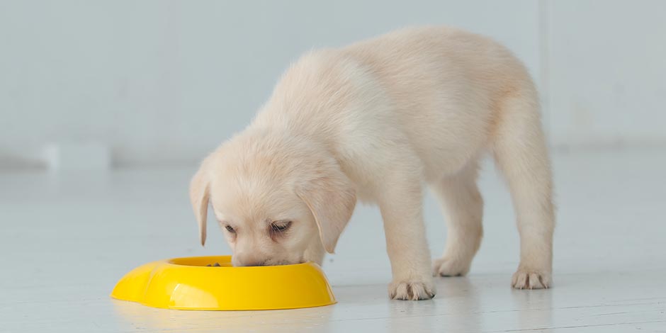 Comida premium para perros – Cachorro comiendo Comida premium para perros le dará a tu mascota los nutrientes que necesita. Cachorro de labrador comiendo.