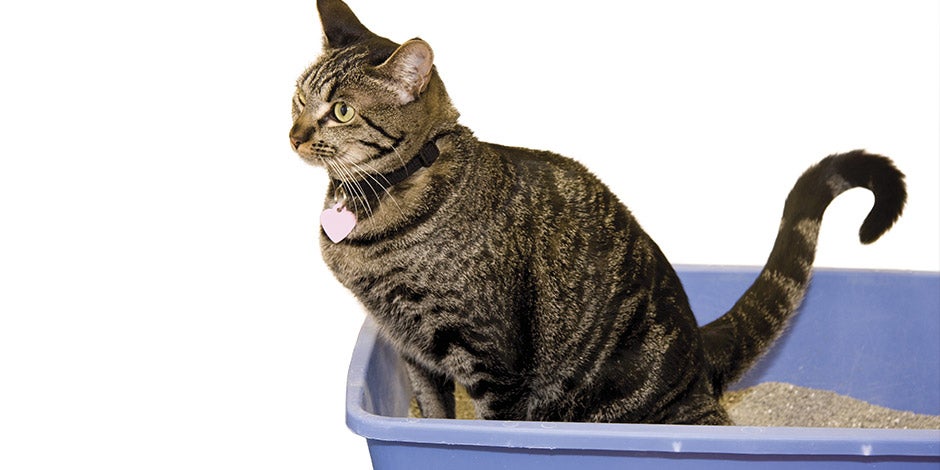 Incontinencia urinaria en gatos: tratamiento, síntomas y causas -Pro Plan Bolsa de PRO PLAN® Urinary. Puede aportar a la prevención y tratamiento de la incontinencia urinaria en gatos.