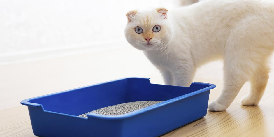 Incontinencia urinaria en gatos: tratamiento, síntomas y causas. Michi siendo revisado por su veterinaria.