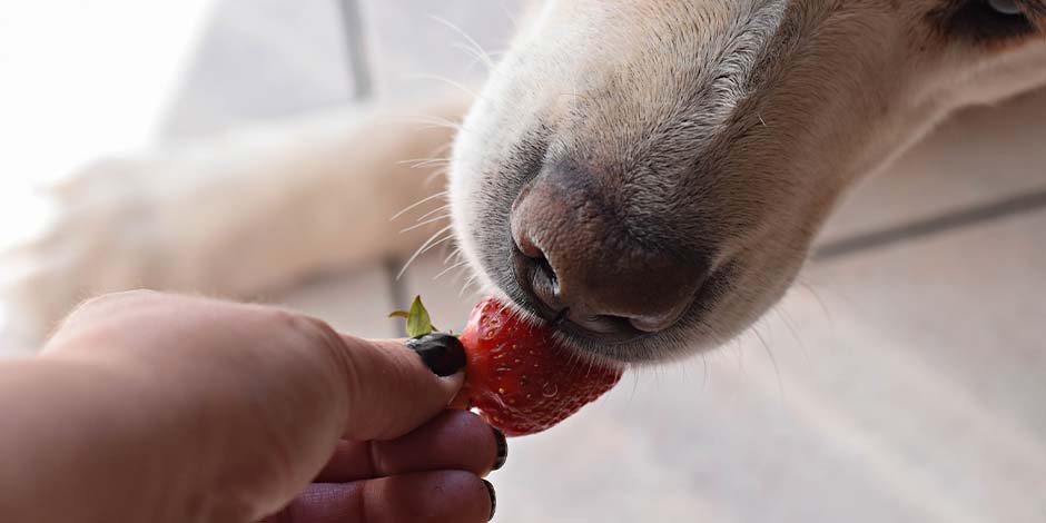 Los perros pueden comer dulce - Frutilla Los perros no pueden comer dulce, pero puedes reemplazarlo por ciertas frutas. Perro comiendo frutilla.