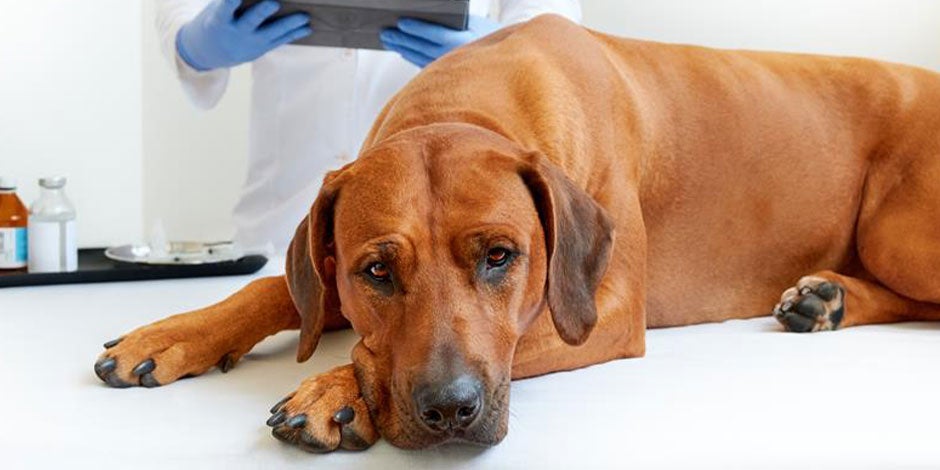 Por qué le suena el estómago a mi perro - Malestar ¿Por qué le suena el estómago a mi perro? Mira si tiene malestar como el de la foto y llévalo al veterinario.