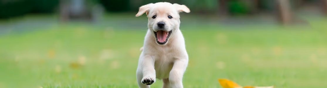 Perritos bebé – Cachorro corriendo Tras varias semanas, los perritos bebés irán adquiriendo ciertas habilidades. Cachorro de labrador corriendo.