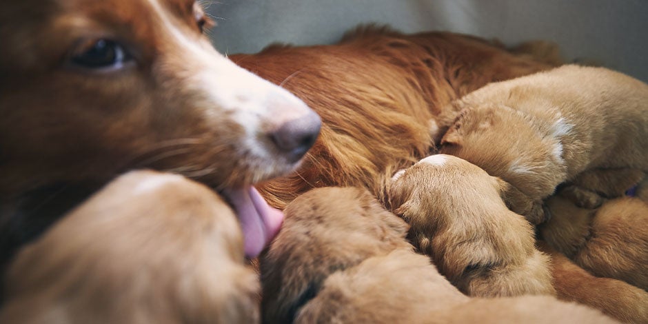 Perritos bebé – Madre canina Madre canina amamantando a sus perritos bebés.