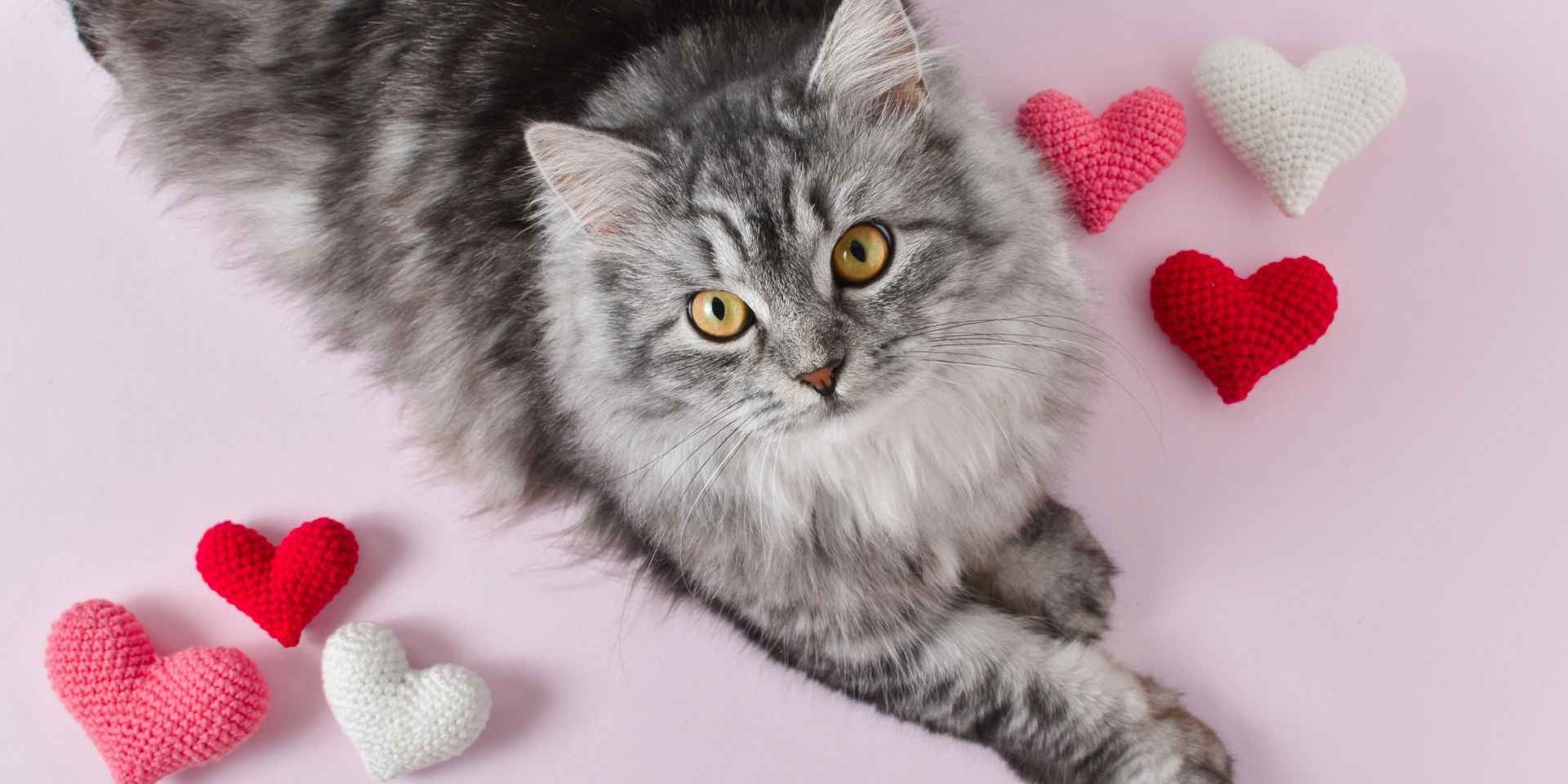  Michi gris siendo celebrado con decoración de corazones en el día del gato.