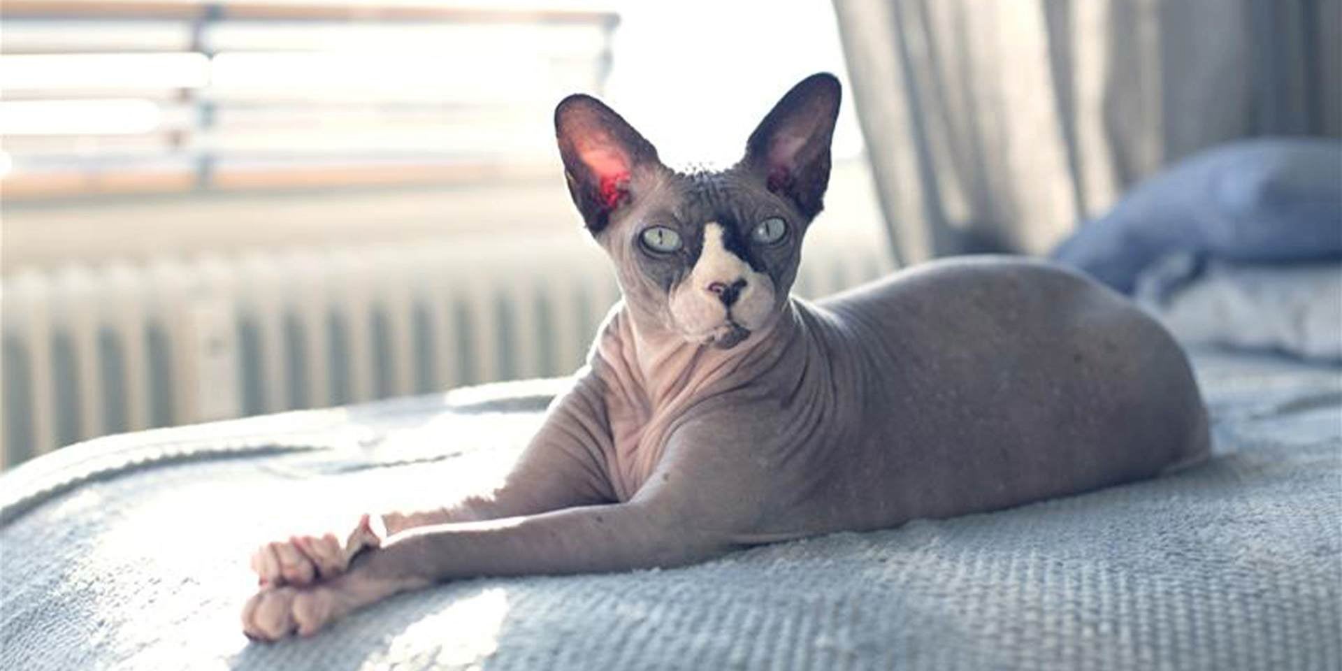  Gato sin pelo sobre la cama posando para la foto.