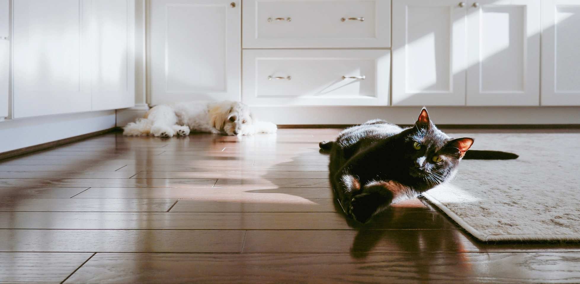 Gato negro de ojos amarillos – Suelo Gato negro de ojos amarillos en acostado en el suelo tomando el sol.
