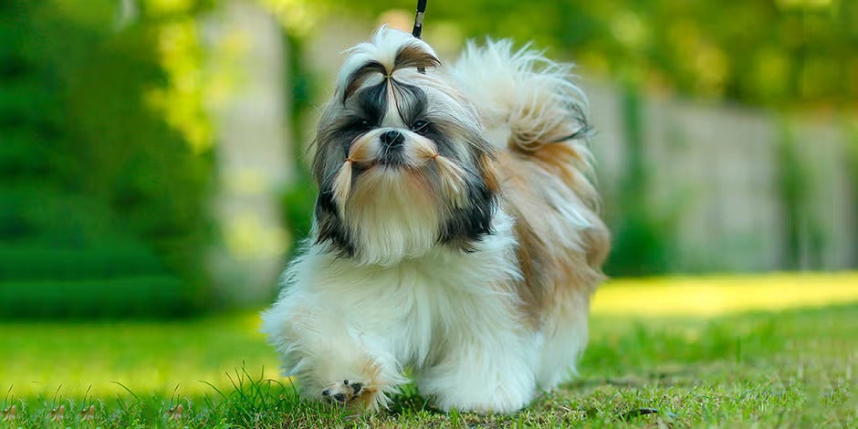 Razas de perros peludos – Shih Tzu Razas de perros peludos. Shih Tzu caminando sobre césped.
