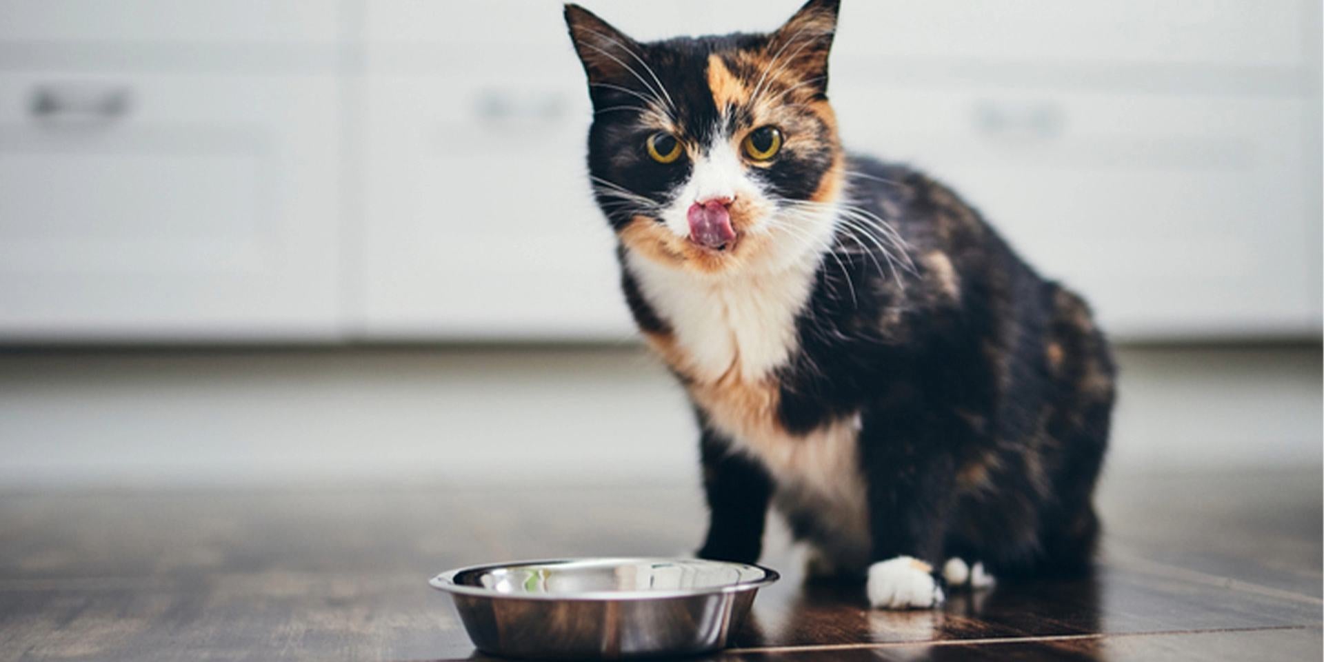 Michi carey junto a su plato después de comer su alimento con vitamina A para gatos.