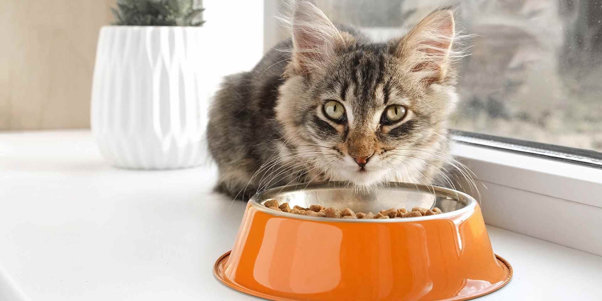 Michi comiendo croquetas con vitamina A para gatos de su plato naranja.